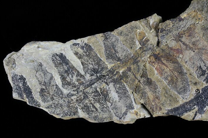 Pennsylvanian Fern (Macroneuropteris) Fossil - Kinney Quarry, NM #80419